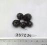Click for 1 image(s) for this accession. FRUIT